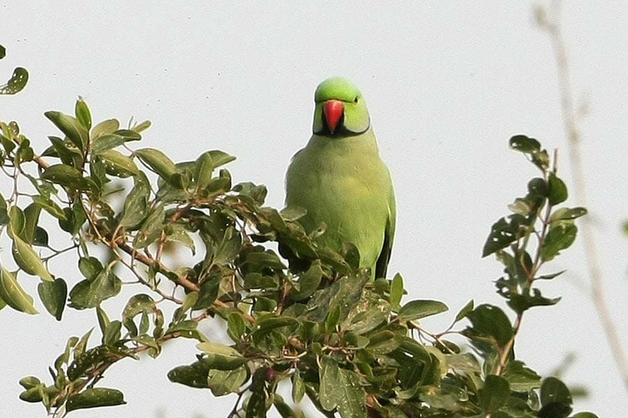 Rose-ringed Parakeet on a tree