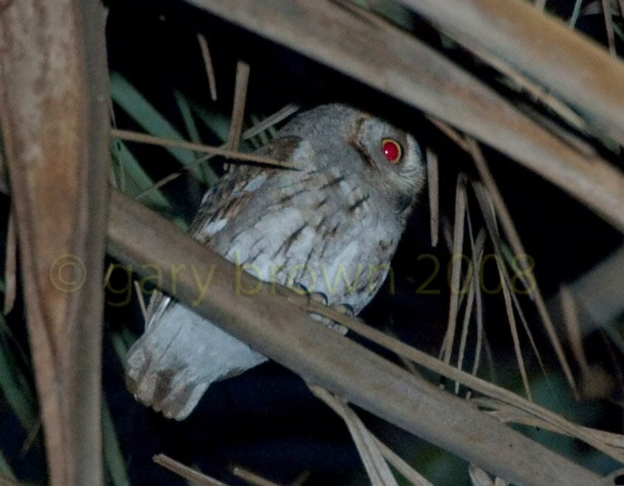Socotra scops owl perching on a tree after sunset