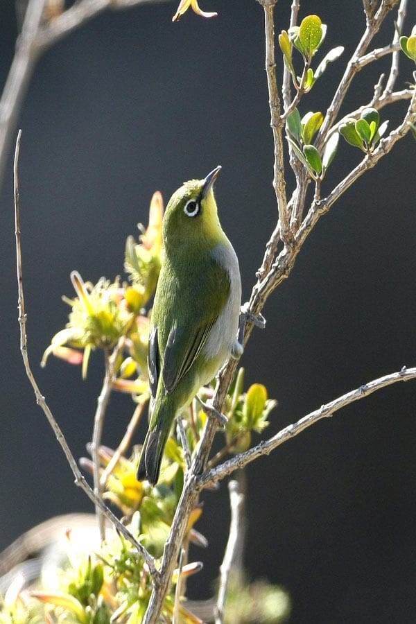 Arabian White-eye on a branch