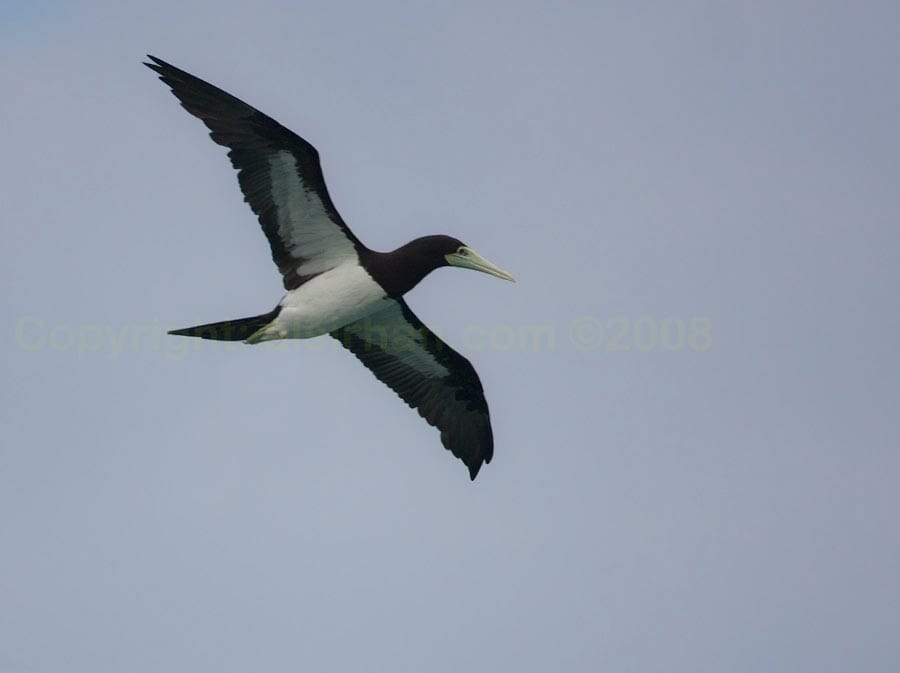 Brown Booby in flight