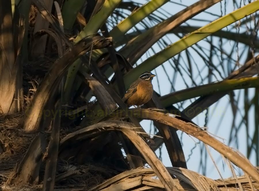 Cinnamon-breasted Bunting perched on a tree