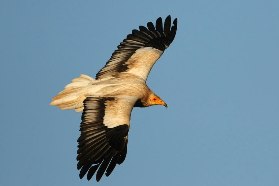 Egyptian Vulture in flight