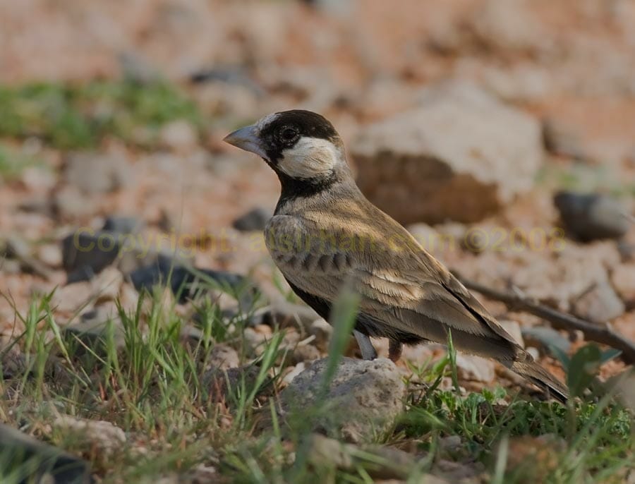 Black-crowned Sparrow-Lark perching on the ground