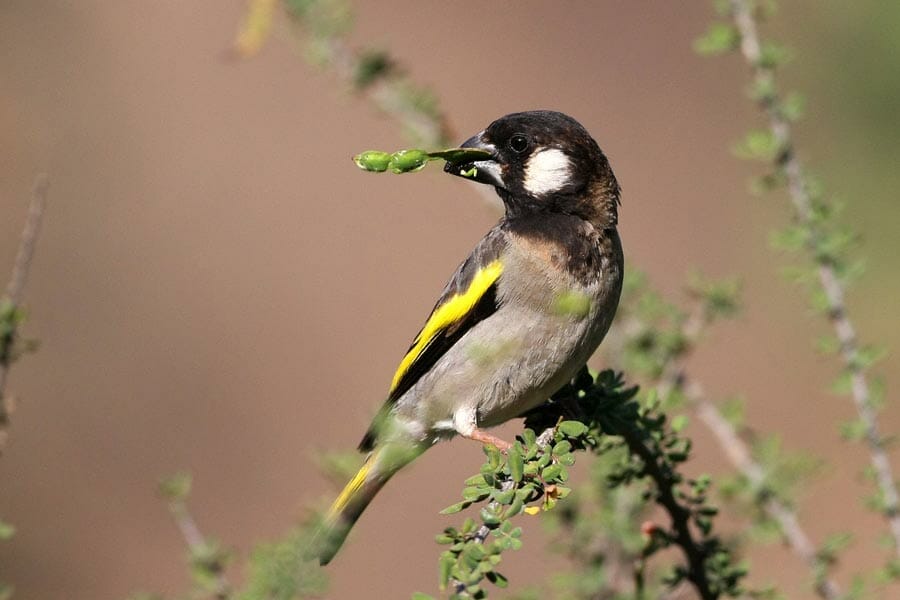 Socotra Golden-winged Grosbeak perching on a branch of a tree