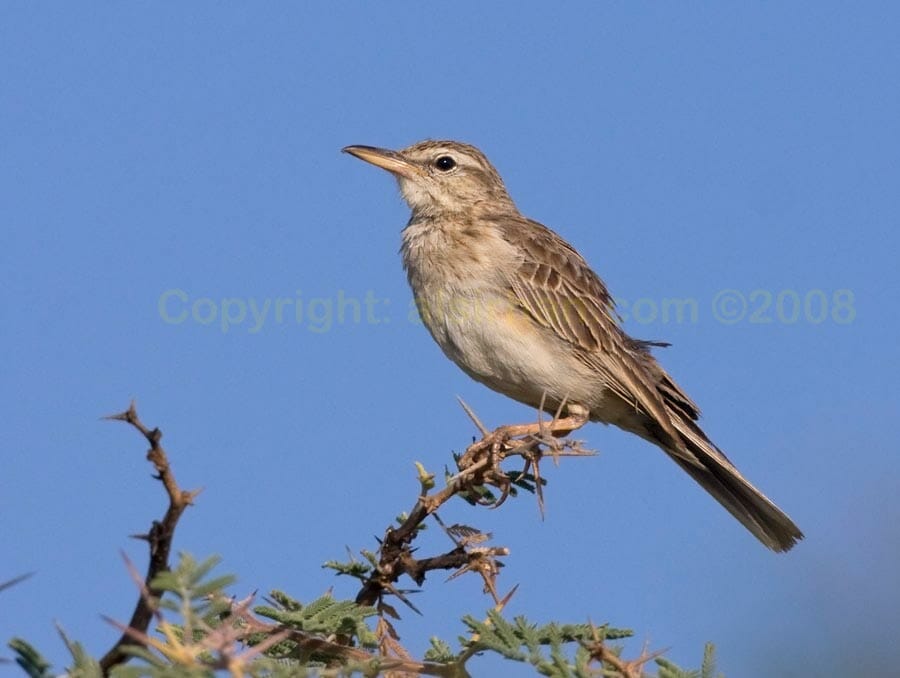 Long-billed Pipit perching on a branch