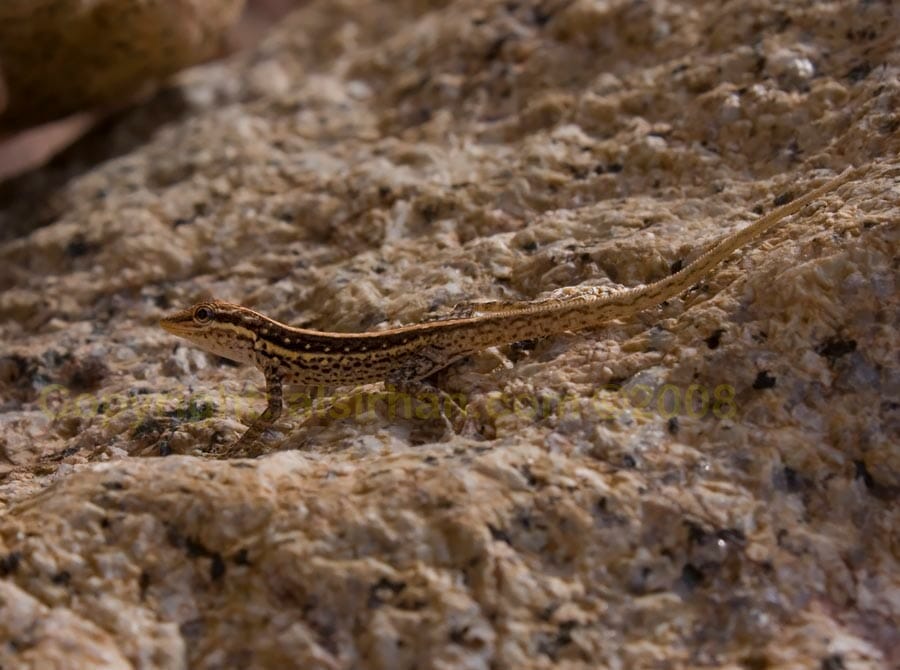 Pristurus species on a rock