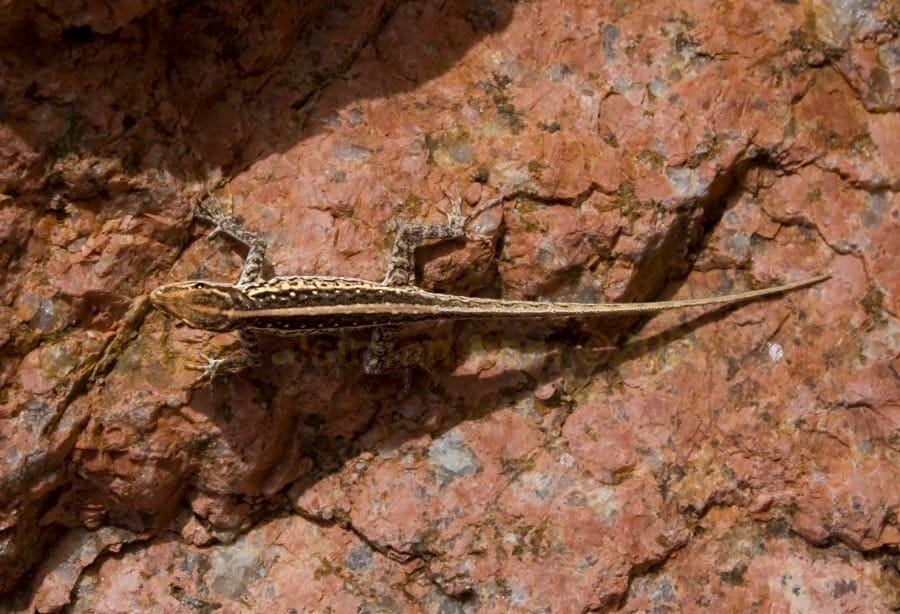 Pristurus species on a rock