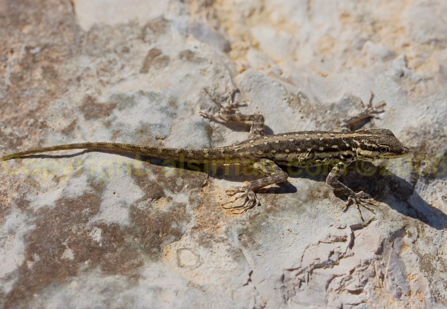 Pristurus Samhaensis on a rock