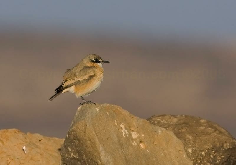 Red-breasted Wheatear Oenanthe bottae perching on a rock