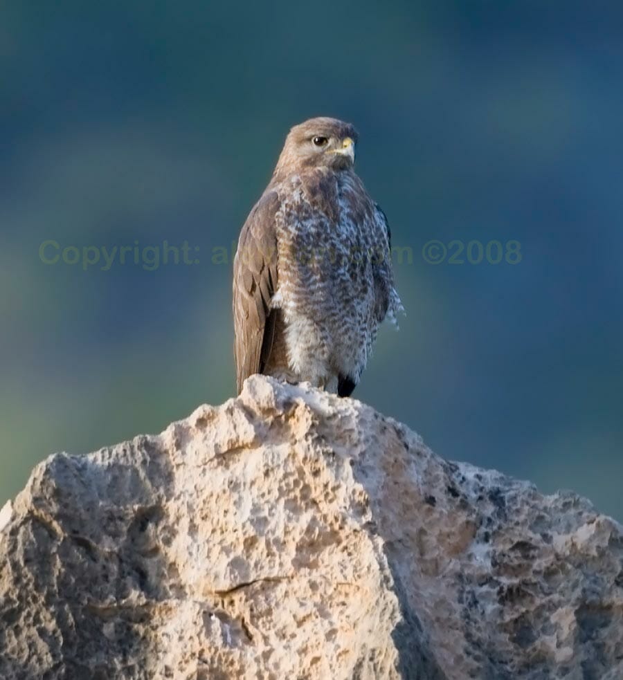 Socotra Buzzard perching on a rock