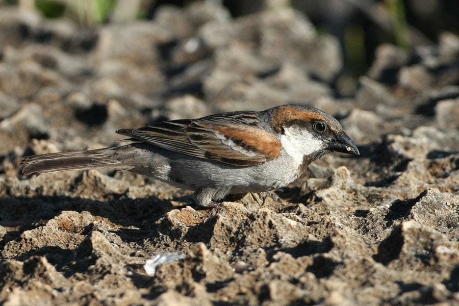 Socotra Sparrow perching on a rock