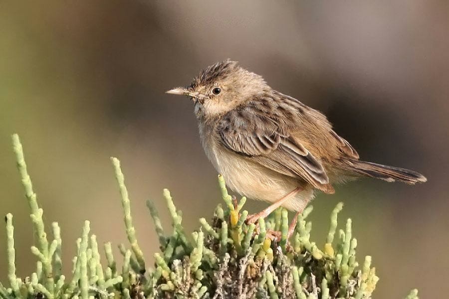 Socotra Cisticola perching on a plant