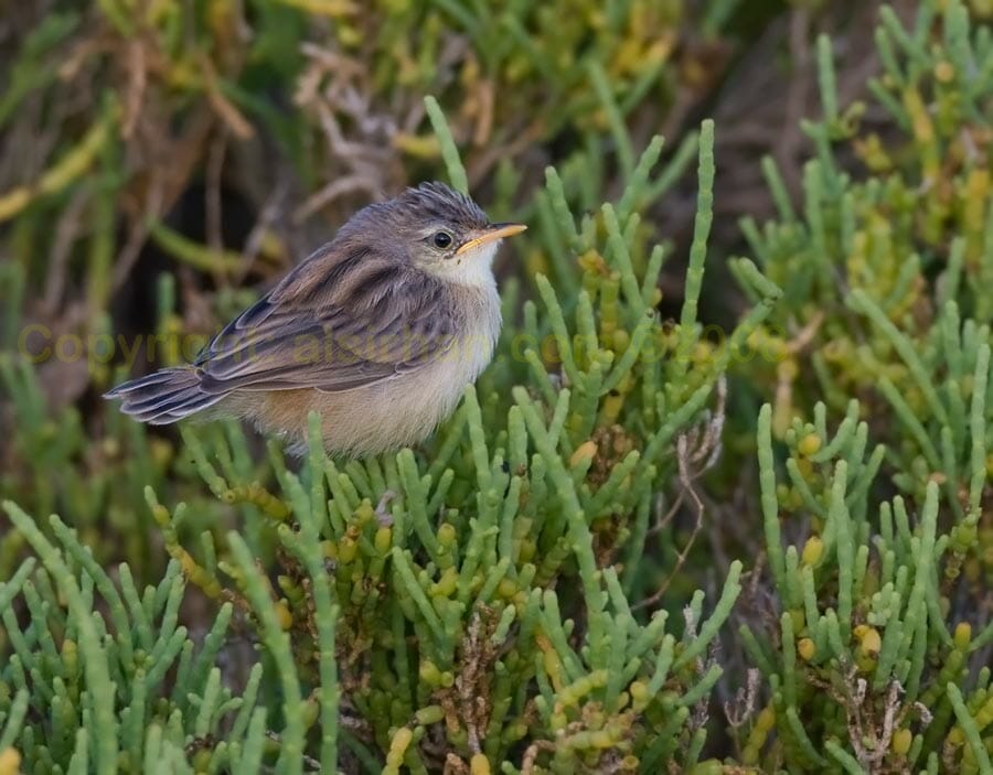 Socotra Cisticola perching on a bush