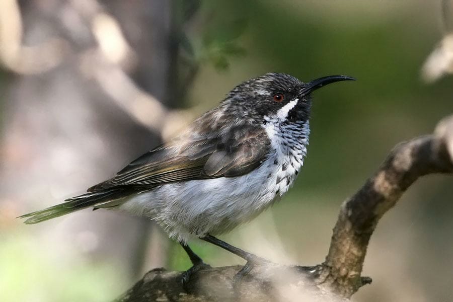 Socotra Sunbird on a branch