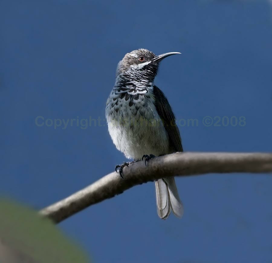 Socotra Sunbird perching on a branch