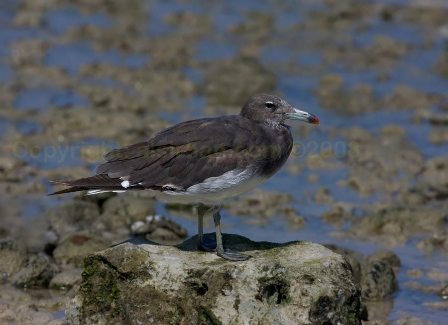 Sooty Gul perching on a rock