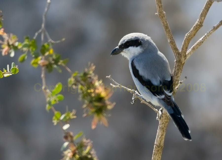 Arabian Grey Shrike perching on a branch of a tree