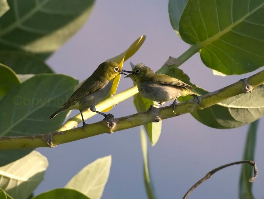 Two Arabian White-eyes in courtship
