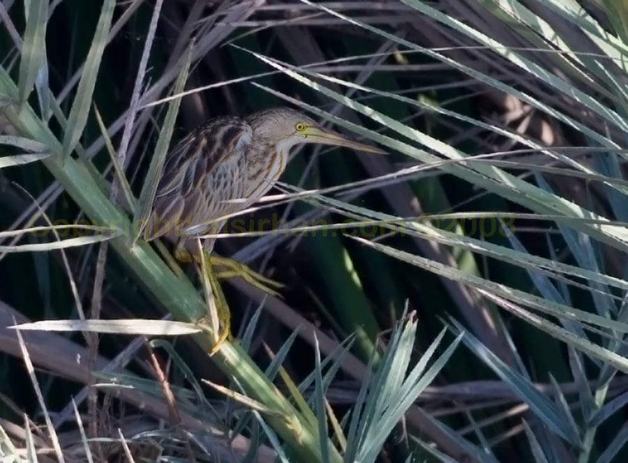 Yellow Bittern in reedbed