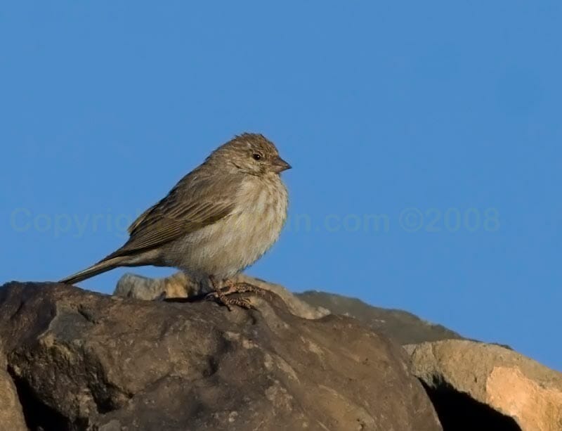 Yemen Serin on a rock