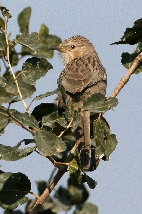 Afghan Babbler Argya huttoni