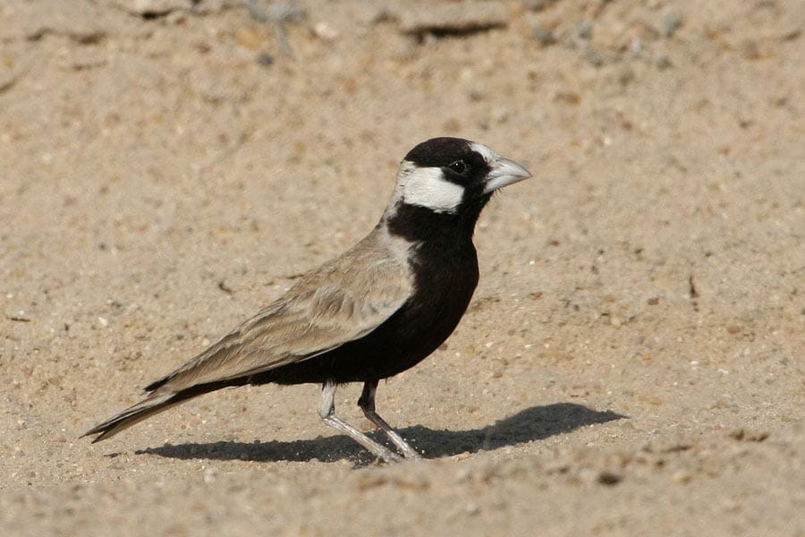 Black-crowned Sparrow-Lark perching on the ground