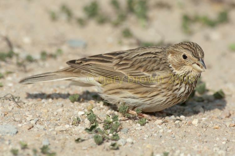 Corn Bunting Emberiza calandra