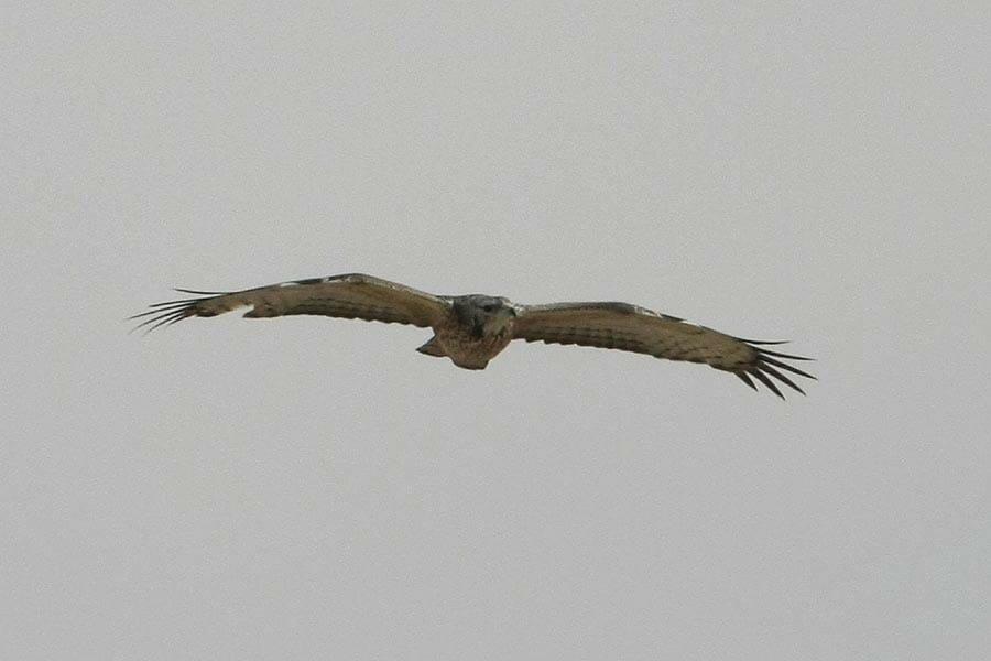 Crested Honey Buzzard