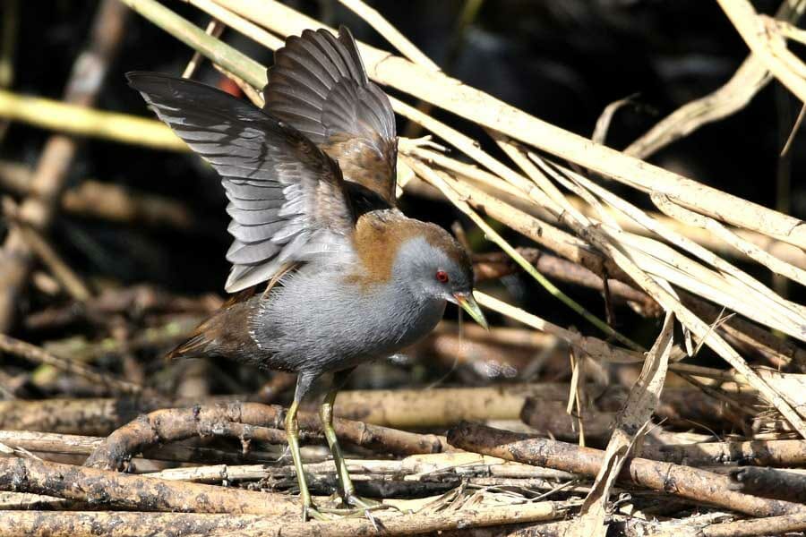Little Crake flapping wings on ground