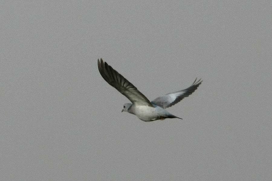 Stock Dove Columba oenas