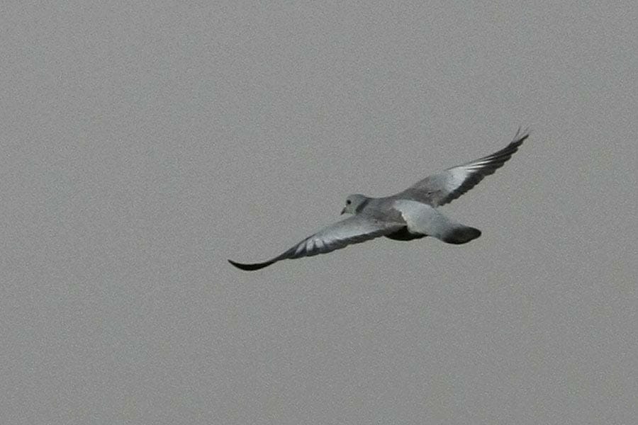 Stock Dove in flight
