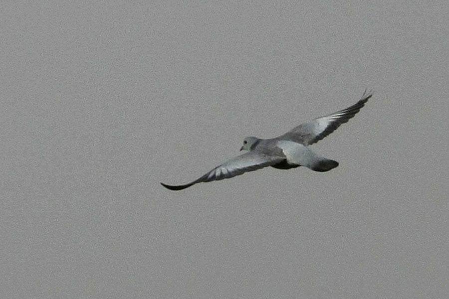 Stock Dove in flight