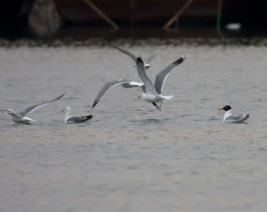 Armenian Gull taking off from sea
