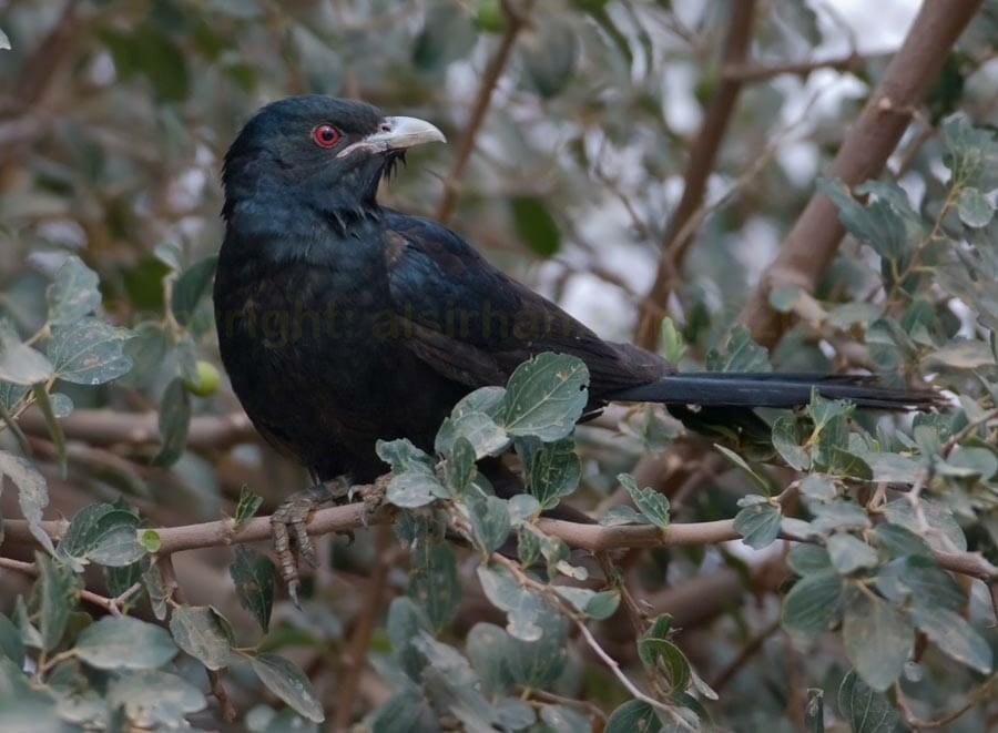 asian_koel_mg_3528