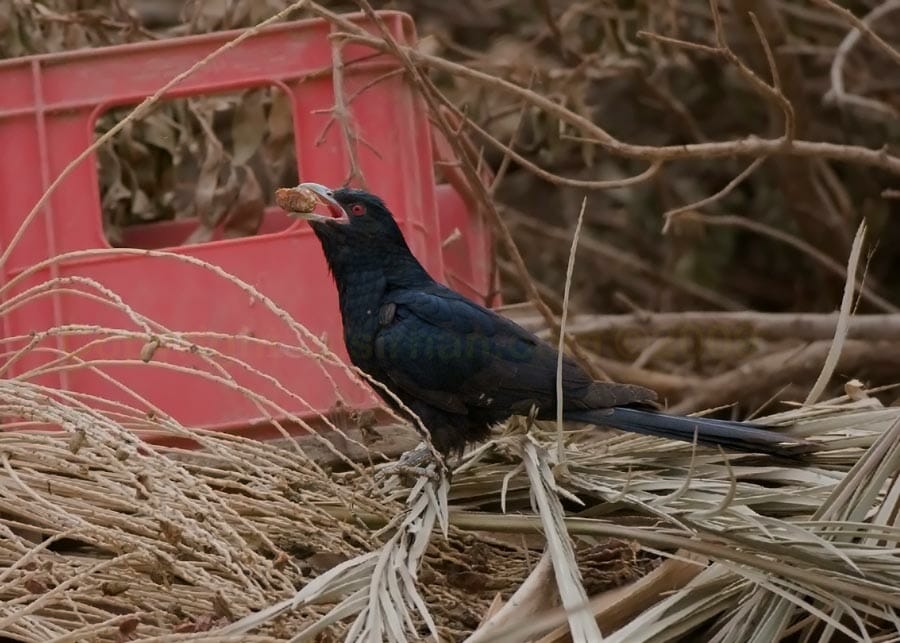 Asian Koel Eudynamys scolopaceus