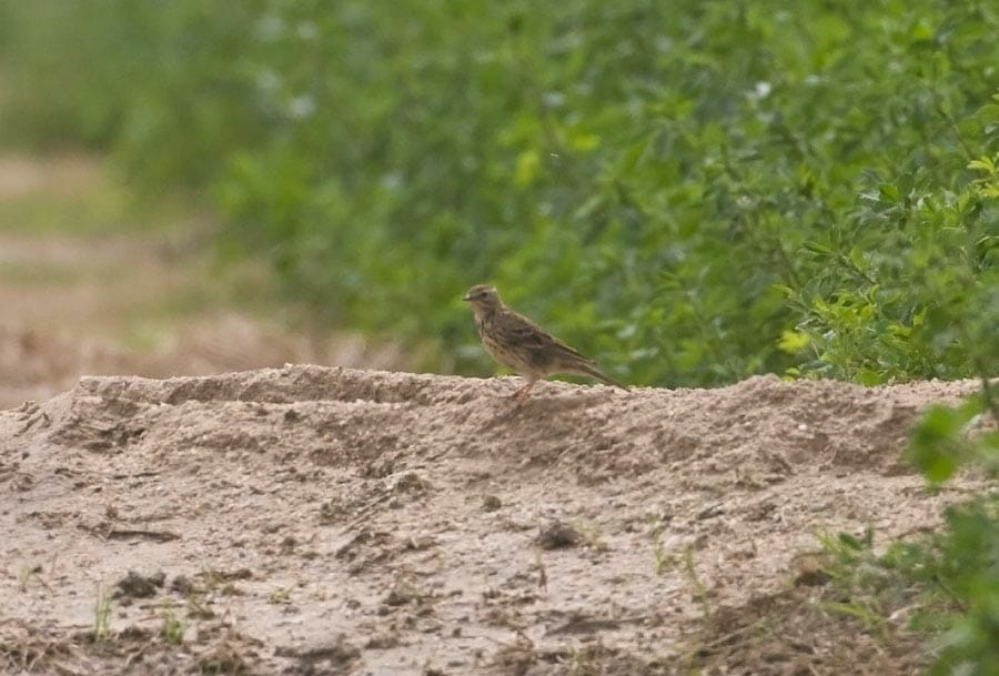 Buff-bellied Pipit standing on the ground