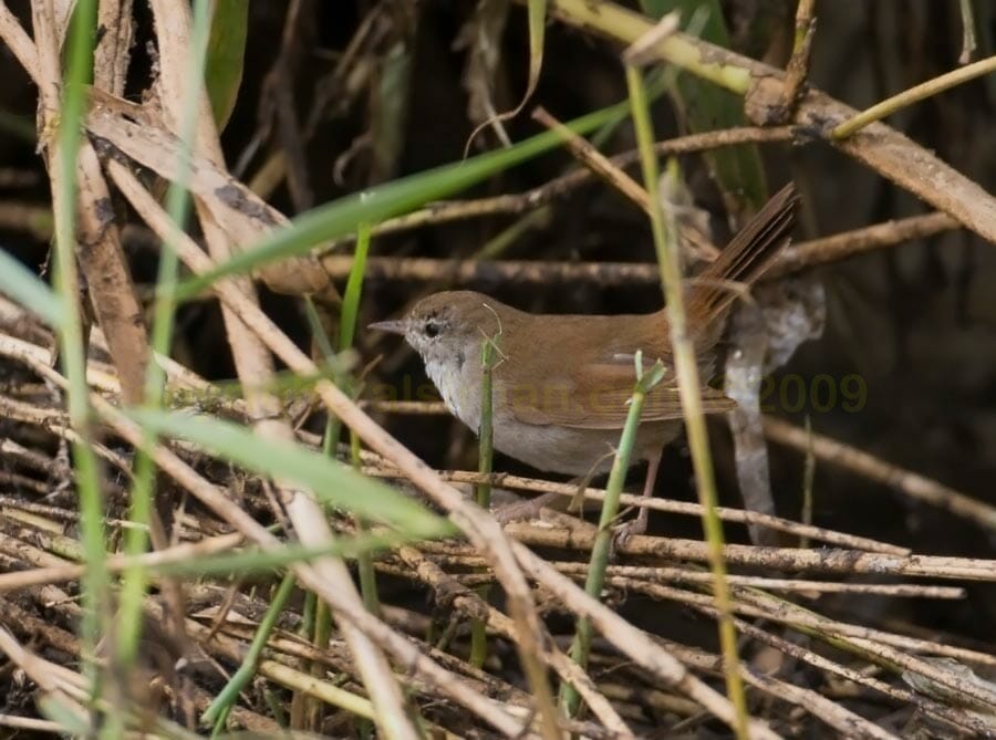 Cetti’s Warbler perched on reed stem