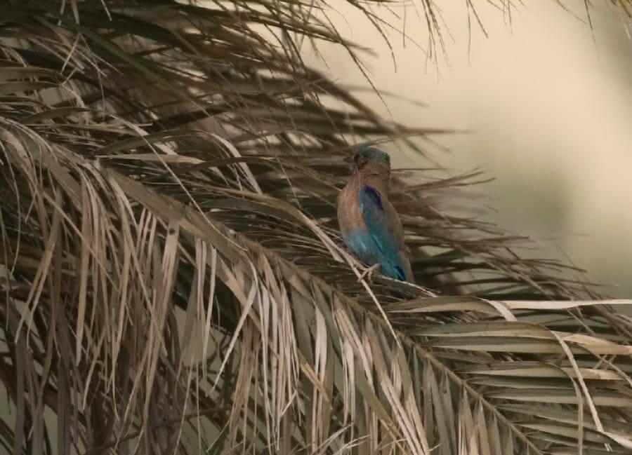 Indian Roller perched on a tree