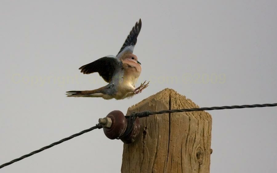 Laughing Dove