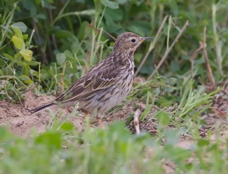 meadow Pipit standing on the ground