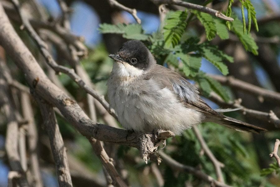 Eastern Orphean Warbler perched on a branch
