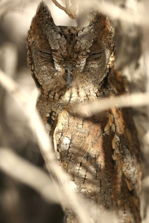 Eurasian Scops Owl perched on a tree