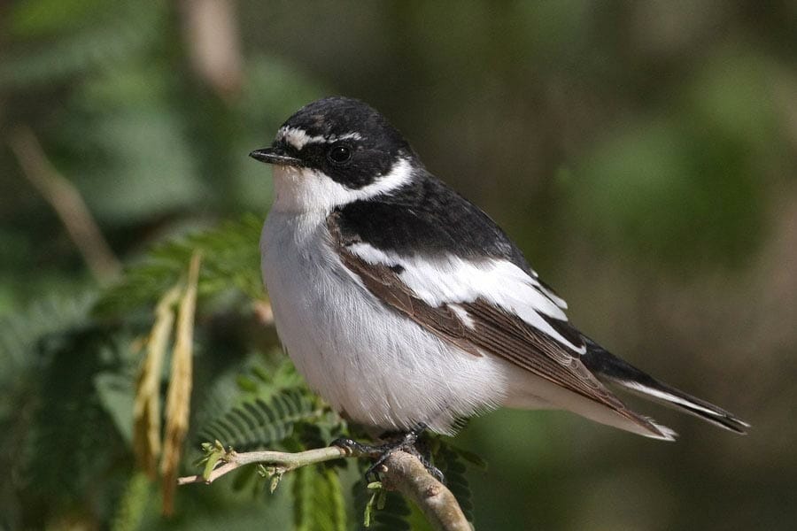 Semi-collared Flycatcher perched on a branch