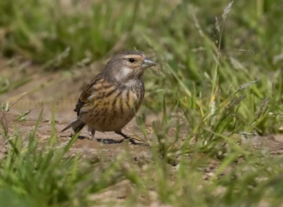 Common Linnet standing on the ground