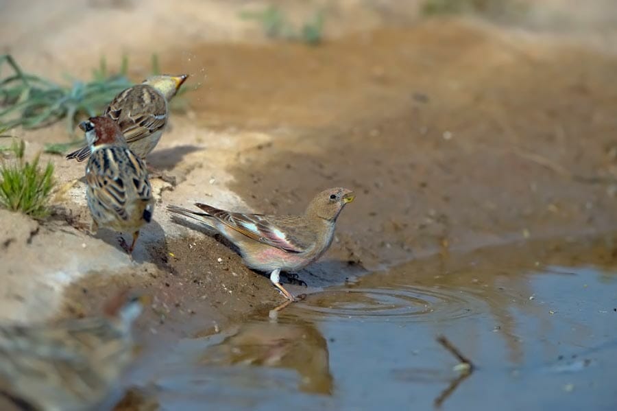 Mongolian Trumpeter Finch