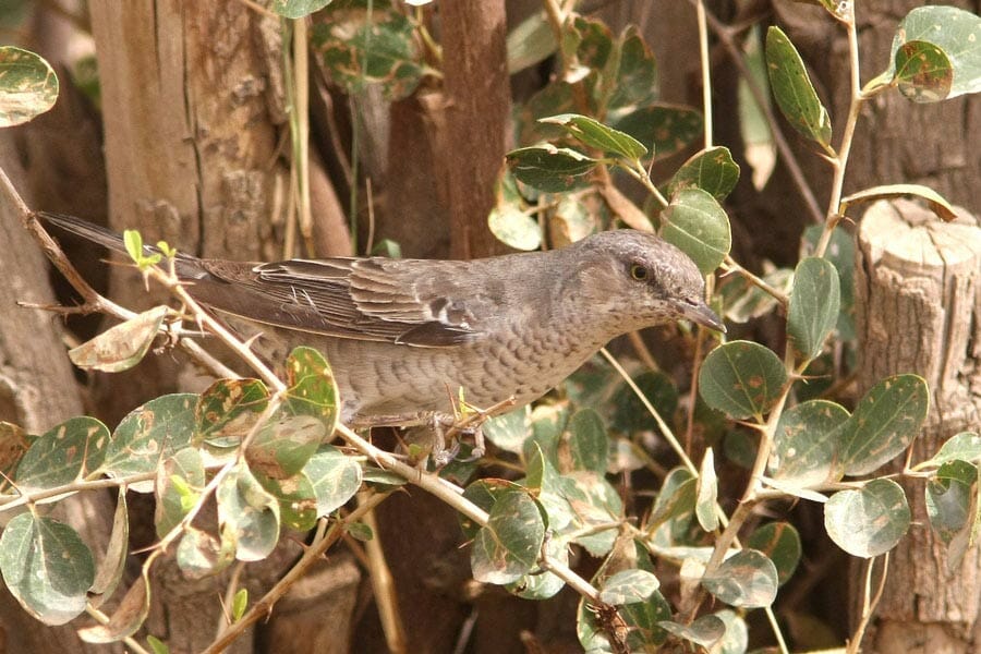 Barred Warbler perched on a tree