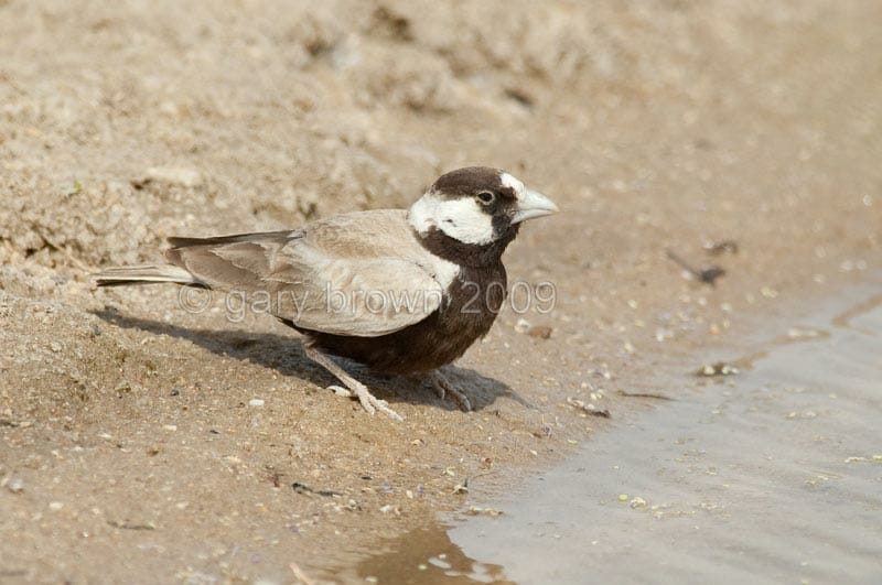 Black-crowned Sparrow-Lark on ground