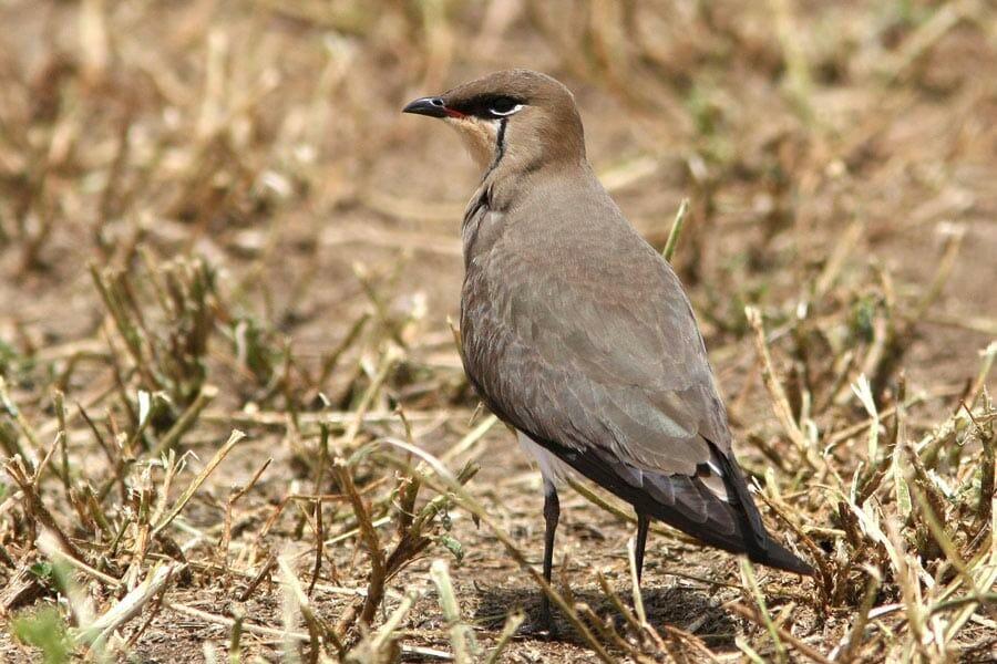 Black-winged Pratincole standing on the ground
