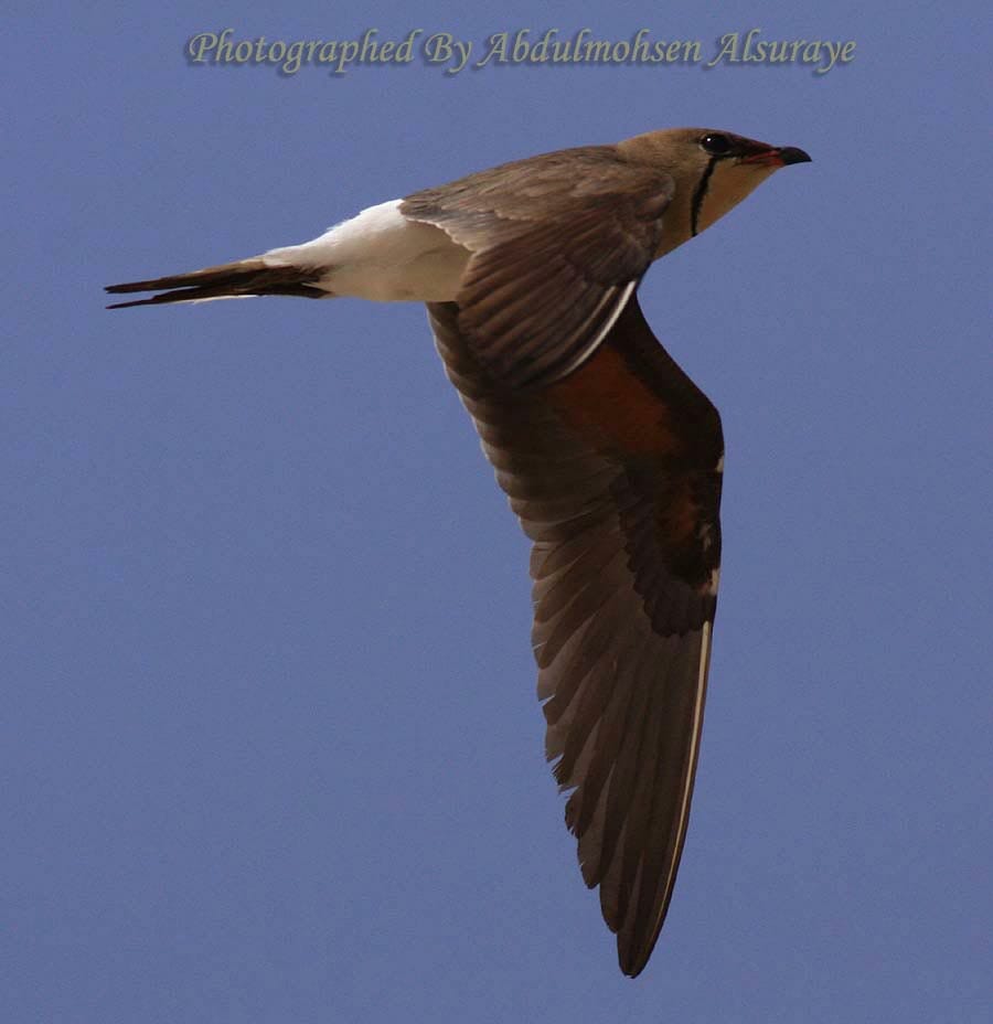Collared Pratincole in flight
