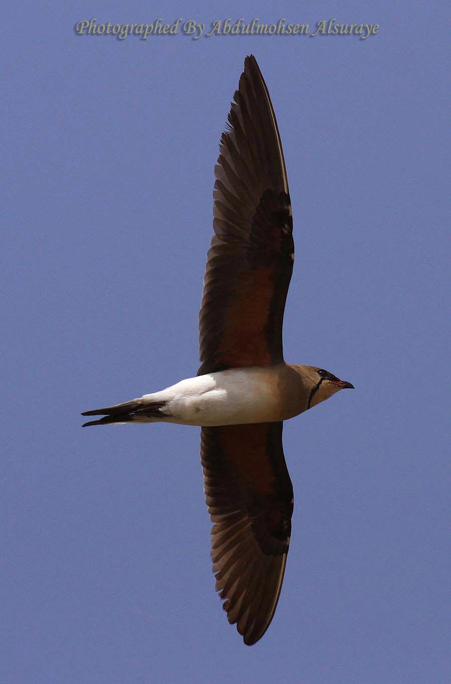 Collared Pratincole in flight